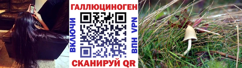 Псилоцибиновые грибы Psilocybine cubensis где купить наркоту сайты даркнета телеграм Саяногорск